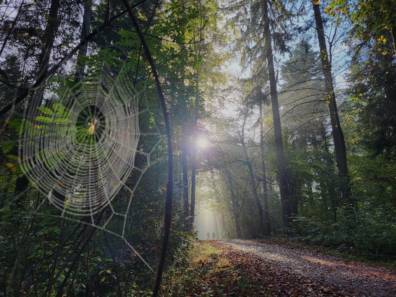 Wald mit Sonnenstrahlen und Spinnennetz